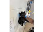 Adopt PHILLIPS THE SCREWDRIVER a Domestic Short Hair