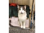 Adopt Webster a Domestic Short Hair