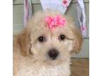 Maltipoo Puppy for sale in Sarcoxie, MO, USA