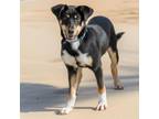 Adopt SEIS a Australian Cattle Dog / Blue Heeler, Parson Russell Terrier