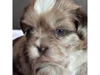 Shih Tzu Puppy for sale in Chicago, IL, USA