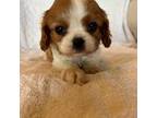 Cavalier King Charles Spaniel Puppy for sale in Siler City, NC, USA