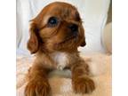 Cavalier King Charles Spaniel Puppy for sale in Siler City, NC, USA