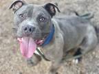 Adopt CHAUCER a Pit Bull Terrier