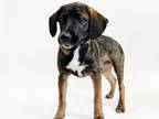 Adopt ANDY a Basset Hound, Mixed Breed