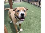 Adopt TOMMY a Pit Bull Terrier