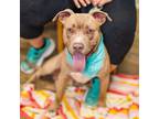 Adopt Nelson a Pit Bull Terrier