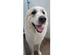 Adopt Glacier a Great Pyrenees, Hound