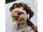 Schnauzer (Miniature) Puppy for sale in Burnsville, NC, USA