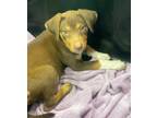 Adopt Gadget a Black Mouth Cur, Mixed Breed