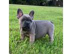 French Bulldog Puppy for sale in Purdy, MO, USA