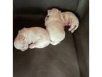Shih Tzu Puppy for sale in Robersonville, NC, USA