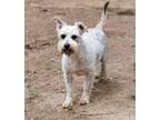 Adopt Axel a Schnauzer, Wirehaired Terrier