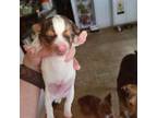 Yorkshire Terrier Puppy for sale in Jarratt, VA, USA