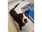 Adopt ERNEST a Pit Bull Terrier