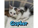 Adopt Gopher a Domestic Short Hair
