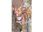 Adopt Wiz a American Staffordshire Terrier