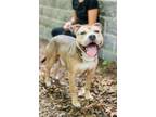 Adopt Lambo a American Staffordshire Terrier