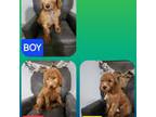 Goldendoodle Puppy for sale in Reelsville, IN, USA