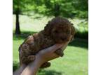 Poodle (Toy) Puppy for sale in Odon, IN, USA