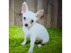 Chihuahua Puppy for sale in Donnellson, IA, USA