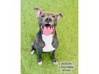Adopt Jackson a Pit Bull Terrier, Mixed Breed
