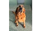 Adopt CASH a Bloodhound, Mixed Breed