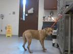 Adopt A410786 a Pit Bull Terrier, Mixed Breed