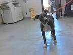 Adopt A410808 a Pit Bull Terrier, Mixed Breed