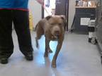 Adopt RYLO a Pit Bull Terrier