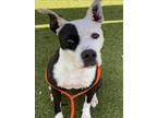 Adopt TIMOTHY a Pit Bull Terrier