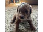 Mutt Puppy for sale in Commerce, TX, USA
