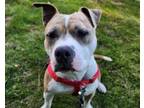Adopt WINSTON a American Staffordshire Terrier