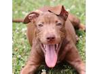 Adopt A486958 a Pit Bull Terrier, Labrador Retriever