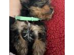 Yorkshire Terrier Puppy for sale in Jacksonville, NC, USA