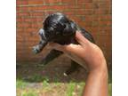 Maltese Puppy for sale in Hinesville, GA, USA