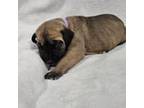 Great Dane Puppy for sale in Diamond, MO, USA