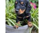 Dachshund Puppy for sale in Diamond, MO, USA