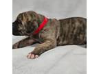 Great Dane Puppy for sale in Diamond, MO, USA