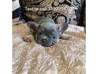 French Bulldog Puppy for sale in Romulus, MI, USA