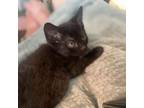 Adopt Aries--In Foster a Domestic Short Hair