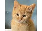 Adopt Pascal--In Foster a Domestic Short Hair
