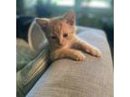 Adopt PeeWee--In Foster a Domestic Short Hair