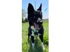 Adopt Finn a Cardigan Welsh Corgi, Mixed Breed