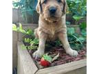 Golden Retriever Puppy for sale in Spring Hill, FL, USA