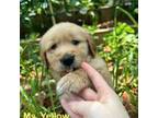 Golden Retriever Puppy for sale in Spring Hill, FL, USA