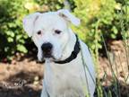 Adopt KING a Dogo Argentino, Mixed Breed
