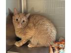 Adopt Whisky - Companion To Cheeto) a Domestic Short Hair