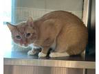 Adopt Cheeto (companion To Whisky) a Domestic Short Hair