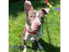 Adopt Artie a Pit Bull Terrier, Mixed Breed